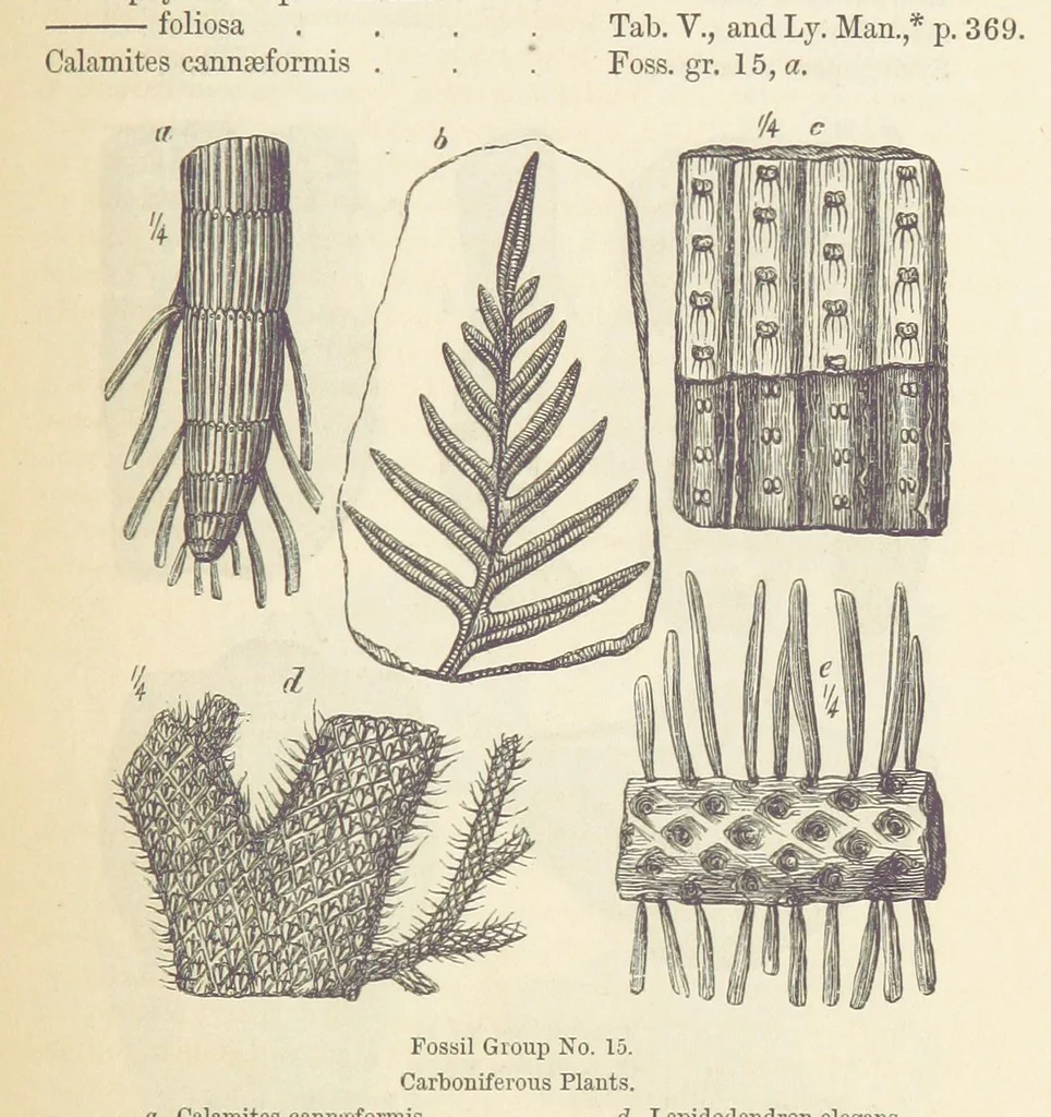 An illustration from The Student's Manual of Geology, 1862, leaf 553
