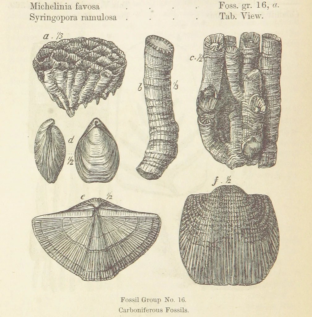 An illustration from The Student's Manual of Geology, 1862, leaf 554