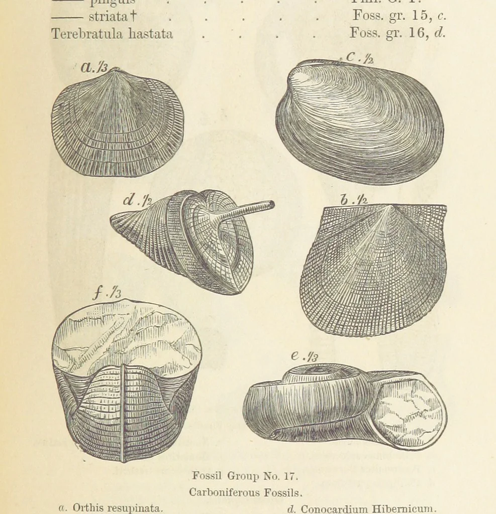 An illustration from The Student's Manual of Geology, 1862, leaf 555