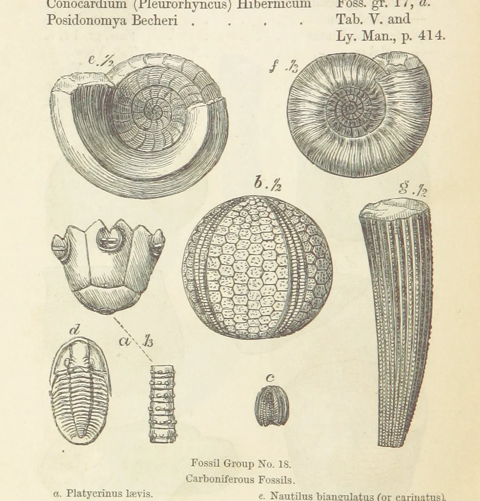 An illustration from The Student's Manual of Geology, 1862, leaf 556