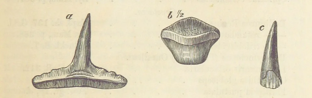 An illustration from The Student's Manual of Geology, 1862, leaf 557