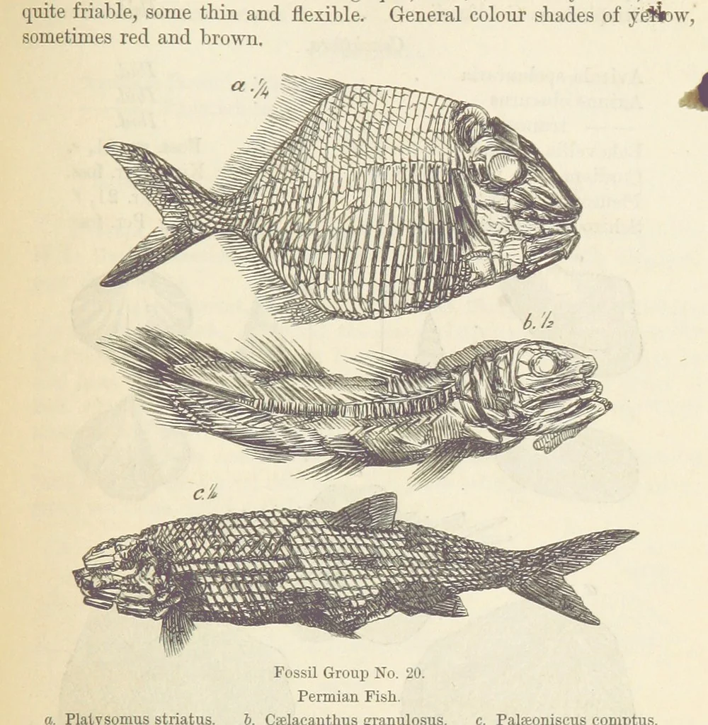 An illustration from The Student's Manual of Geology, 1862, leaf 571