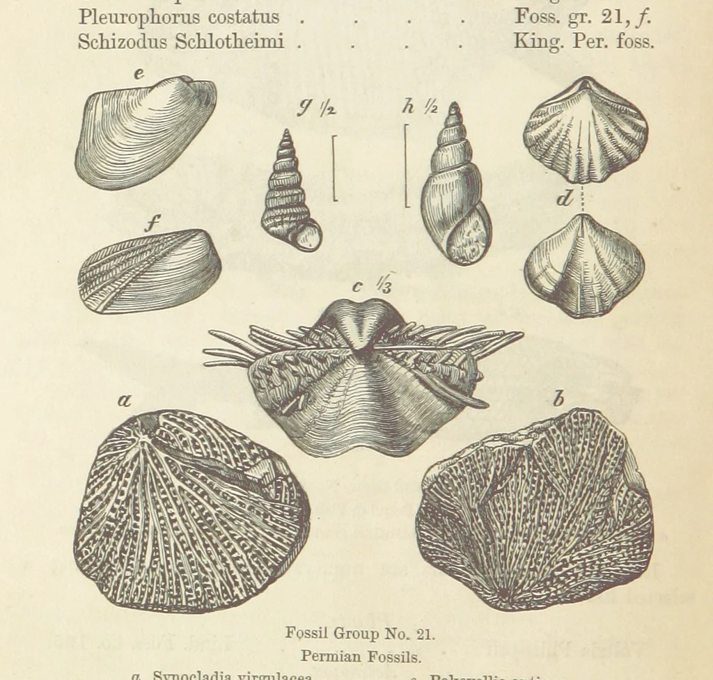 An illustration from The Student's Manual of Geology, 1862, leaf 572