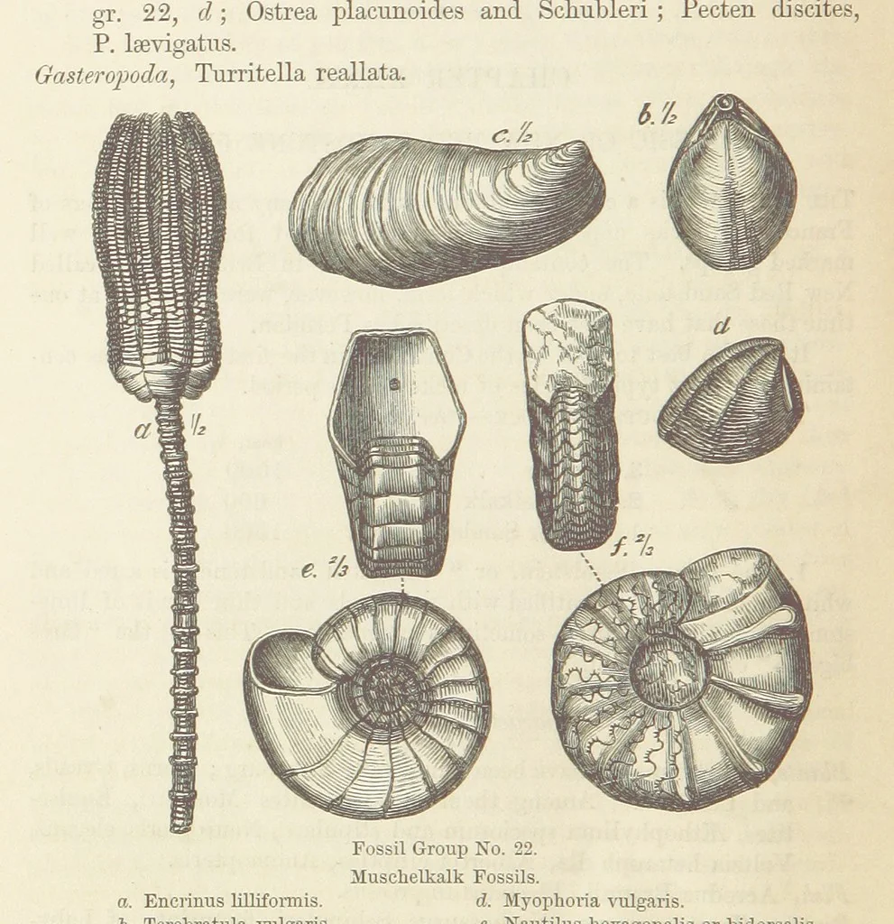 An illustration from The Student's Manual of Geology, 1862, leaf 578