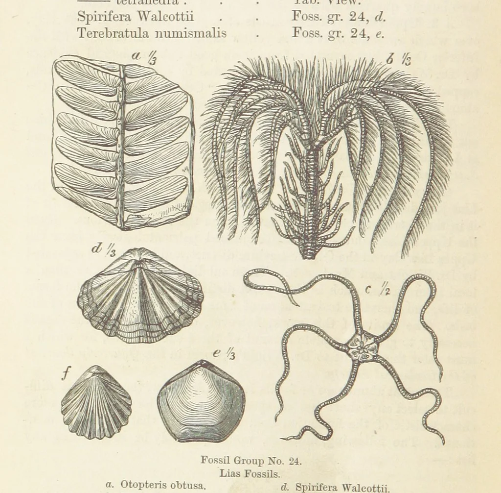An illustration from The Student's Manual of Geology, 1862, leaf 594