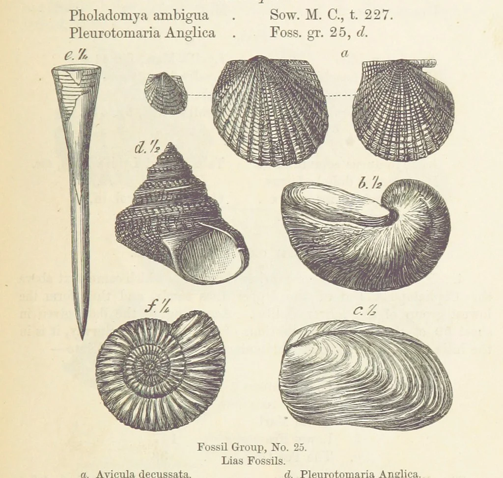 An illustration from The Student's Manual of Geology, 1862, leaf 595