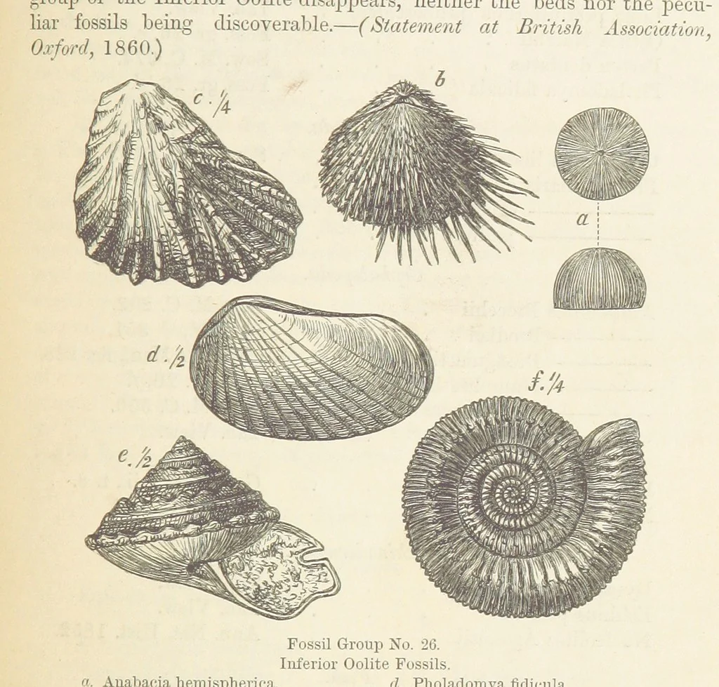 An illustration from The Student's Manual of Geology, 1862, leaf 597