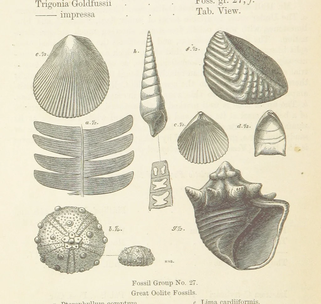 An illustration from The Student's Manual of Geology, 1862, leaf 600