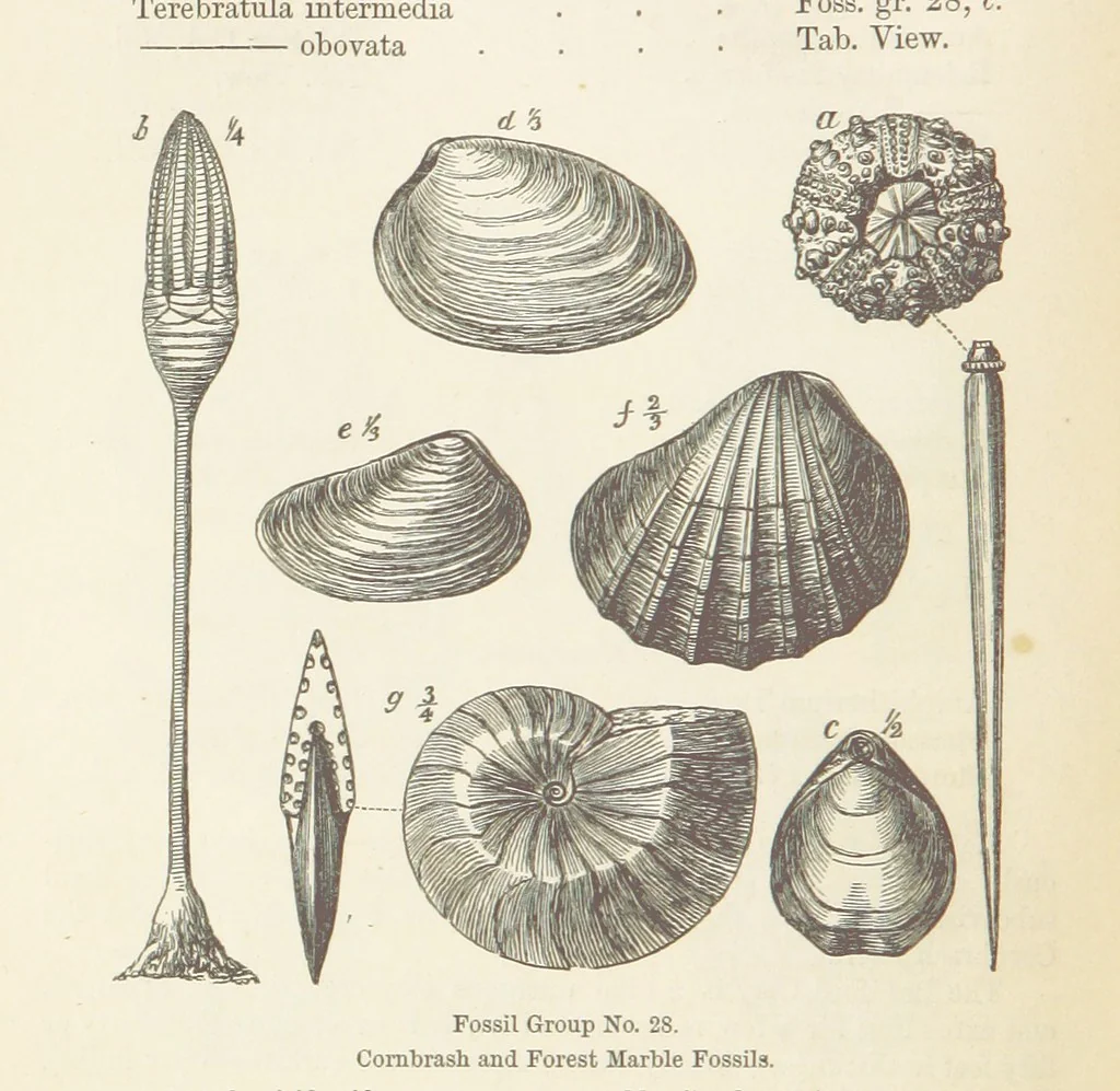 An illustration from The Student's Manual of Geology, 1862, leaf 602