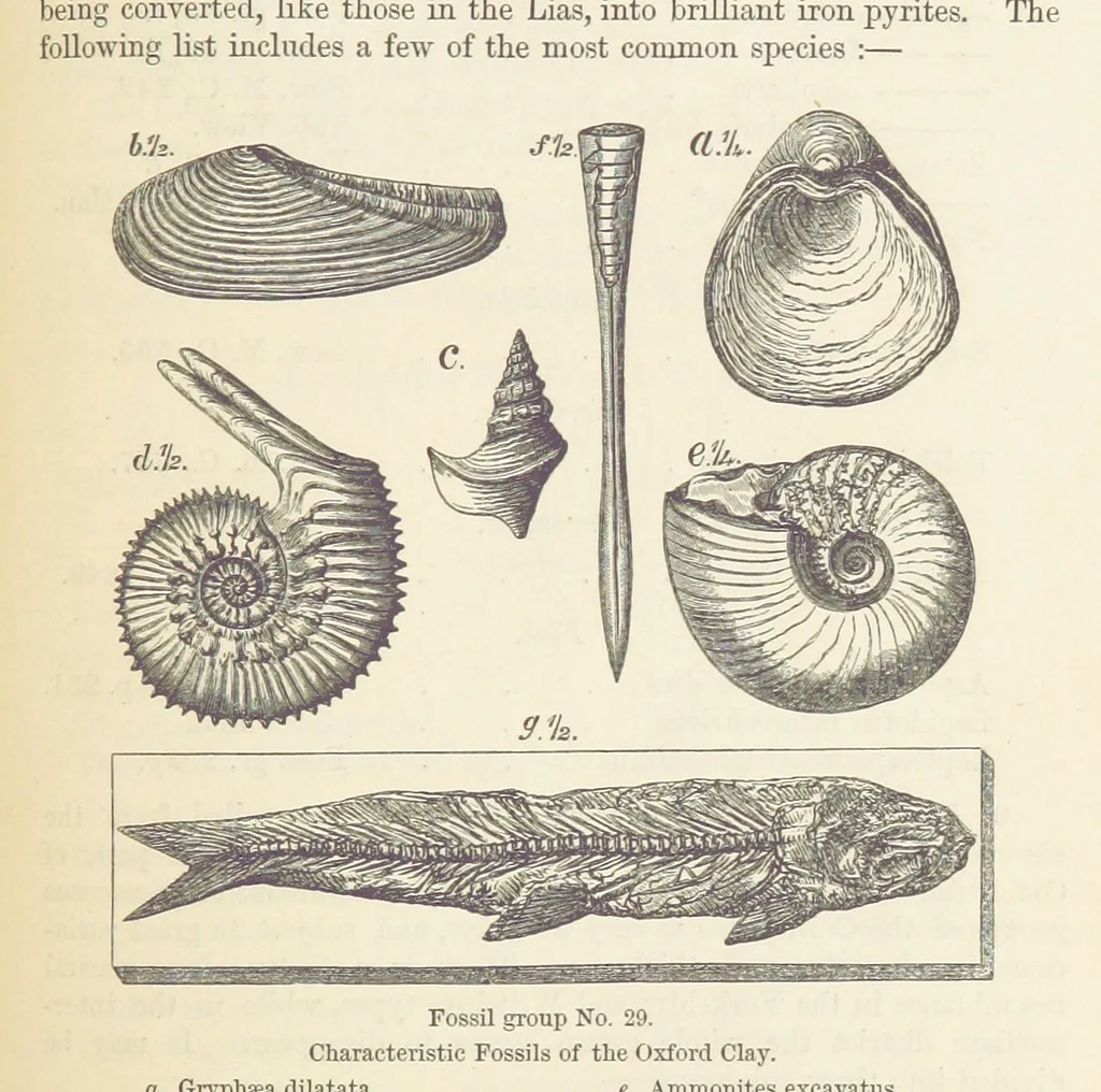 An illustration from The Student's Manual of Geology, 1862, leaf 605