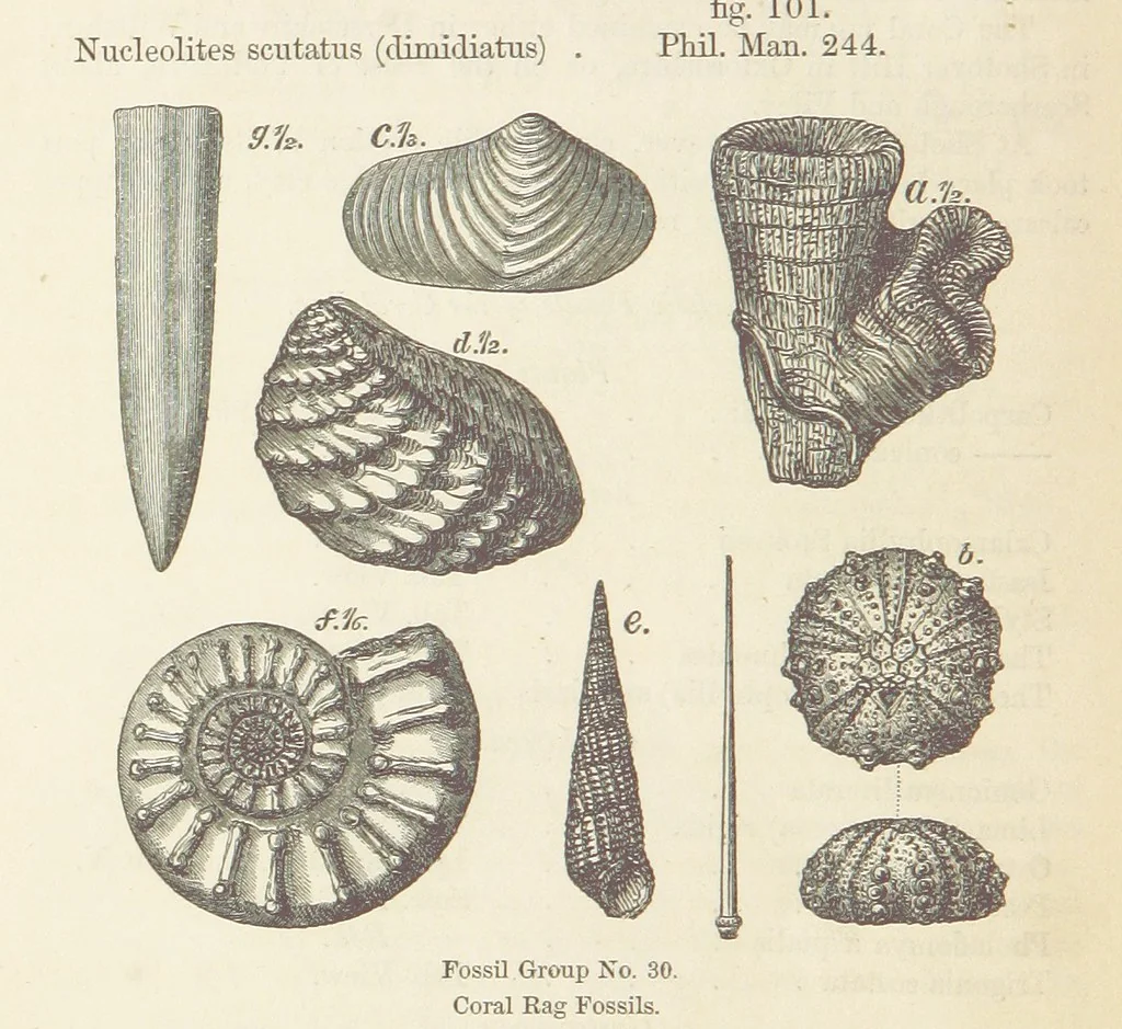 An illustration from The Student's Manual of Geology, 1862, leaf 608