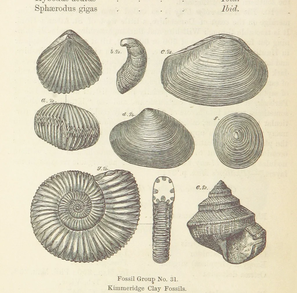 An illustration from The Student's Manual of Geology, 1862, leaf 610