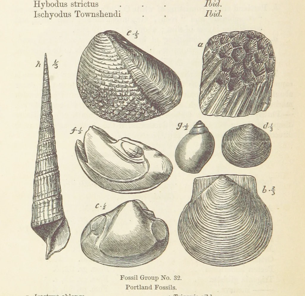 An illustration from The Student's Manual of Geology, 1862, leaf 612