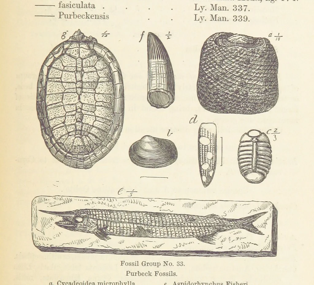 An illustration from The Student's Manual of Geology, 1862, leaf 615