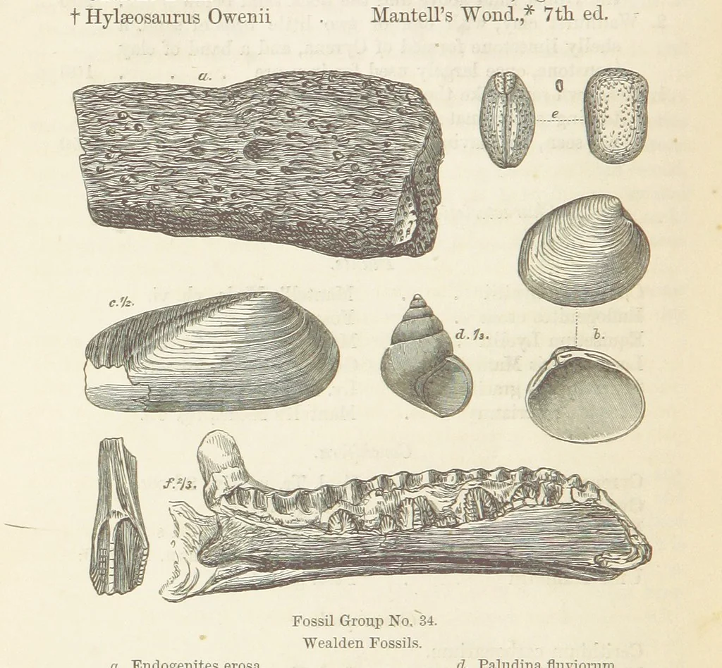 An illustration from The Student's Manual of Geology, 1862, leaf 634