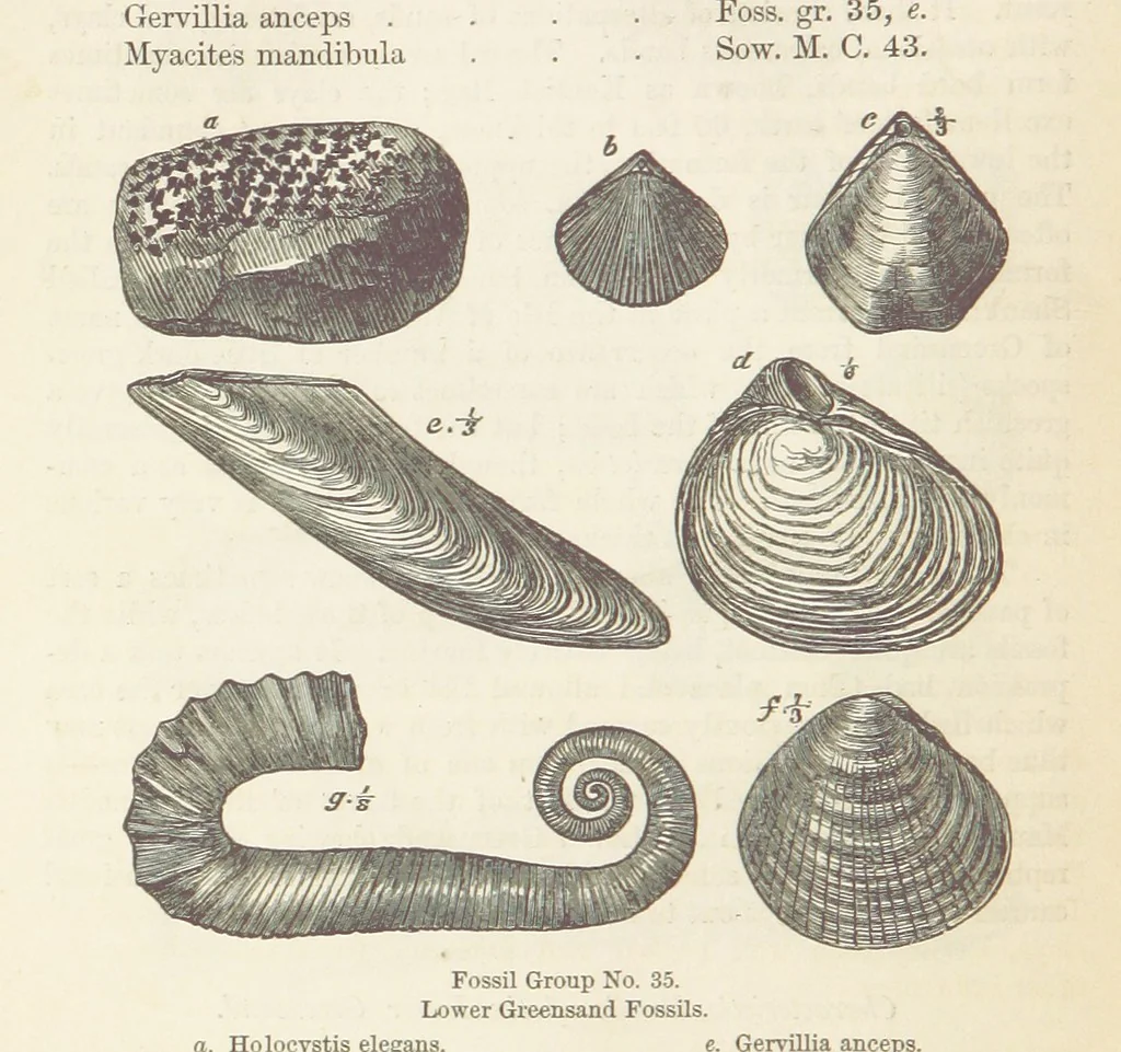 An illustration from The Student's Manual of Geology, 1862, leaf 636