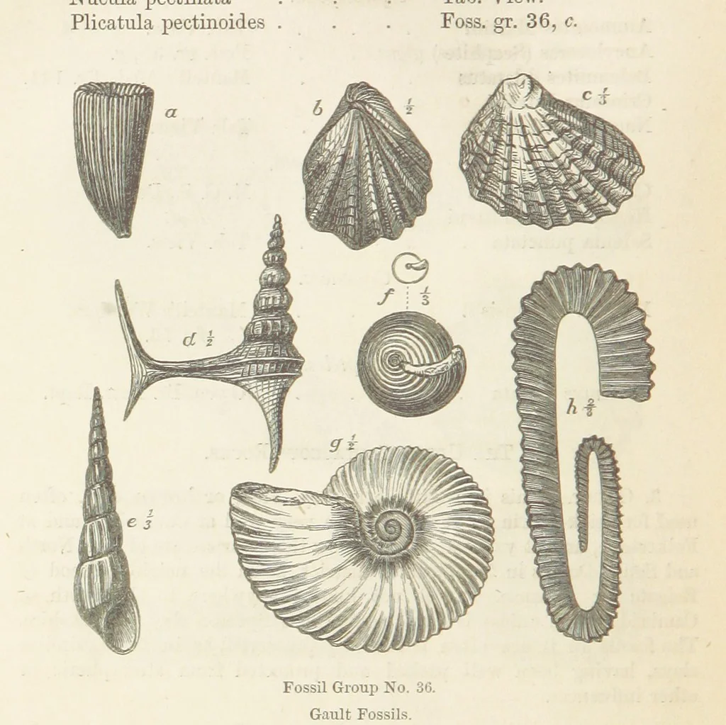 An illustration from The Student's Manual of Geology, 1862, leaf 638