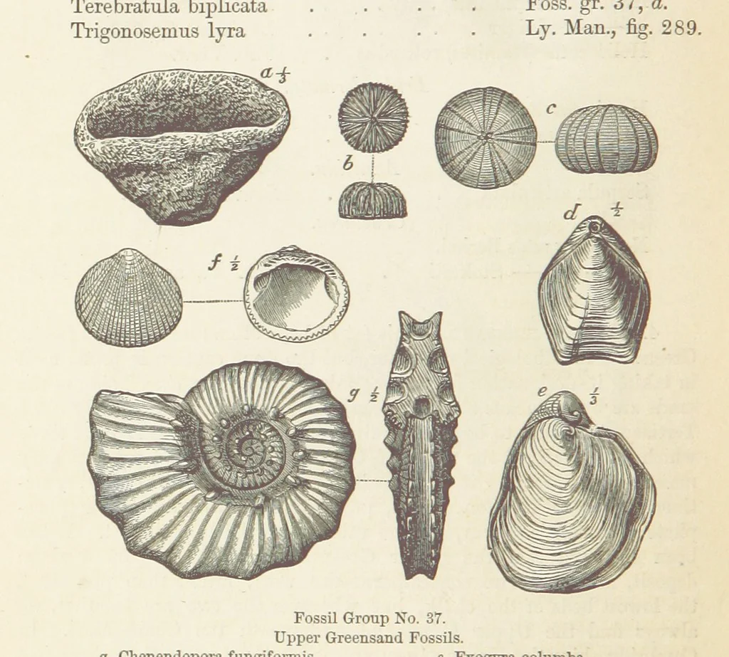 An illustration from The Student's Manual of Geology, 1862, leaf 640