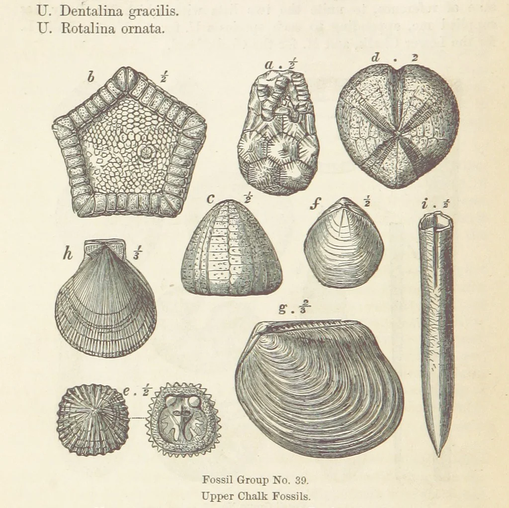 An illustration from The Student's Manual of Geology, 1862, leaf 644