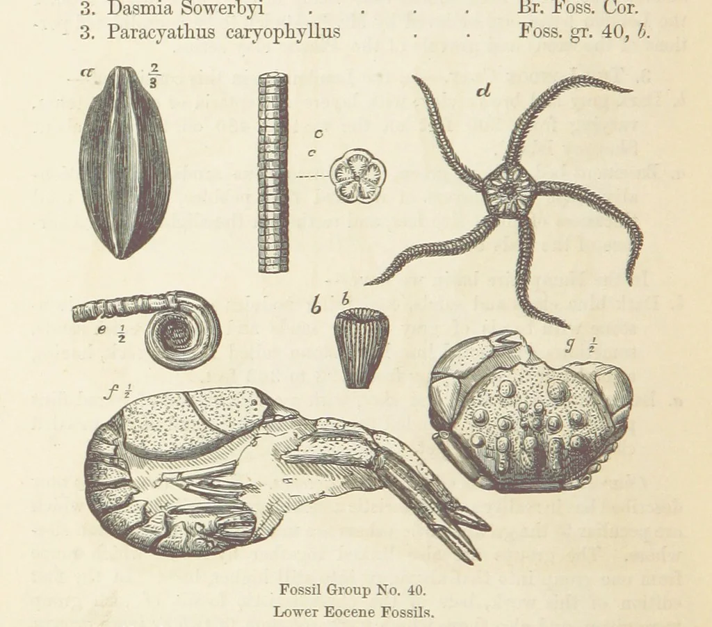 An illustration from The Student's Manual of Geology, 1862, leaf 668