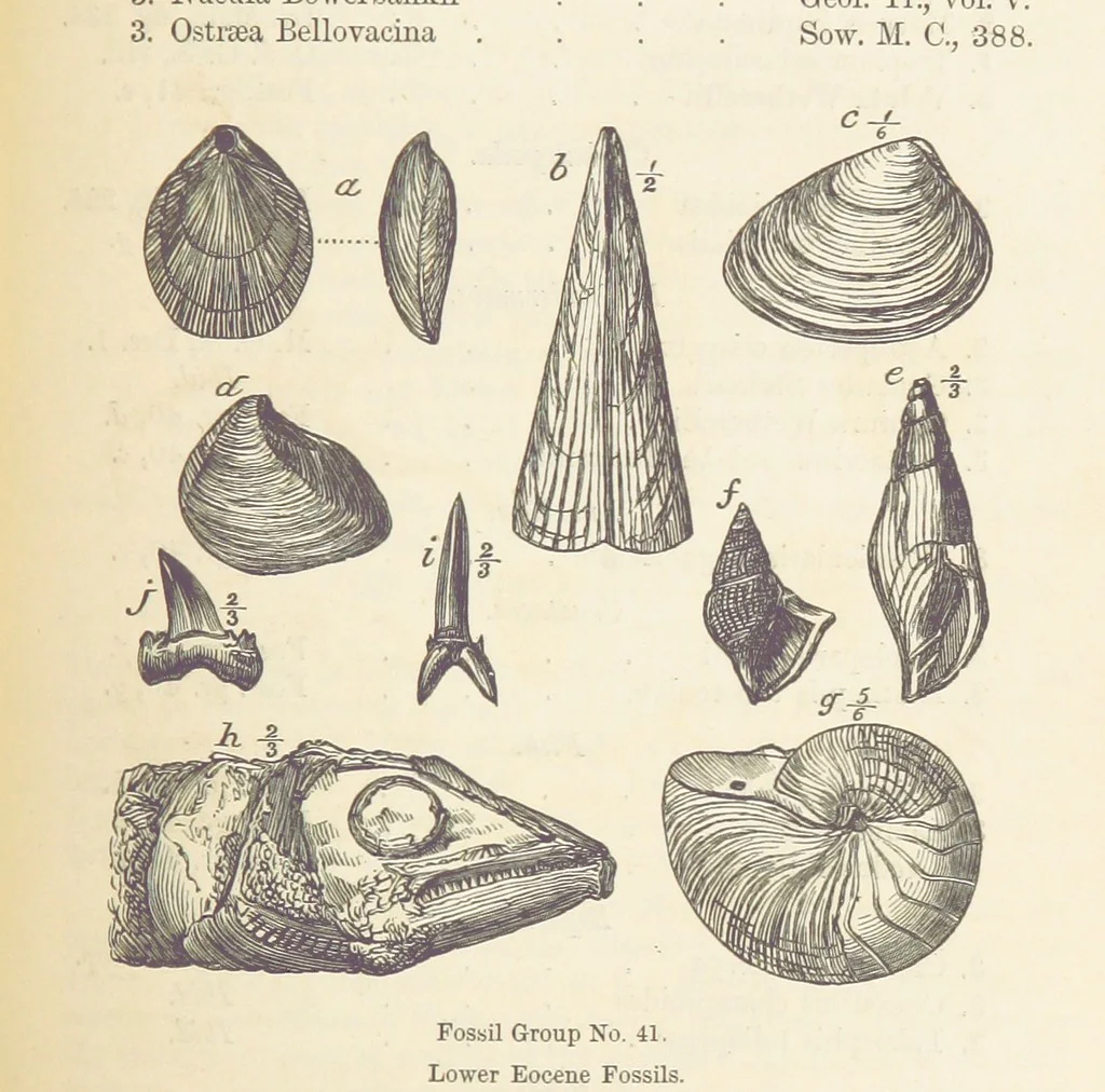 An illustration from The Student's Manual of Geology, 1862, leaf 669