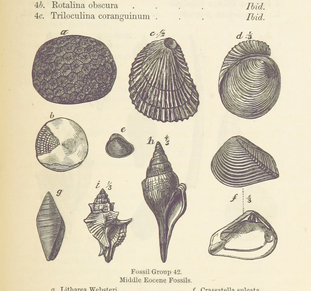 An illustration from The Student's Manual of Geology, 1862, leaf 673