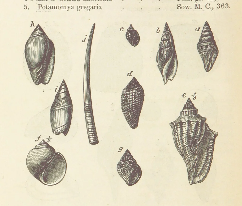 An illustration from The Student's Manual of Geology, 1862, leaf 674