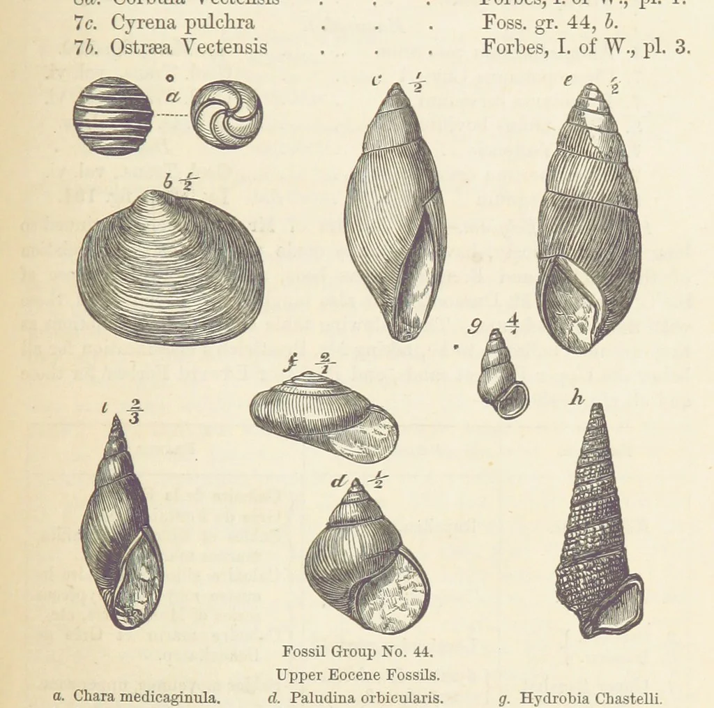An illustration from The Student's Manual of Geology, 1862, leaf 677