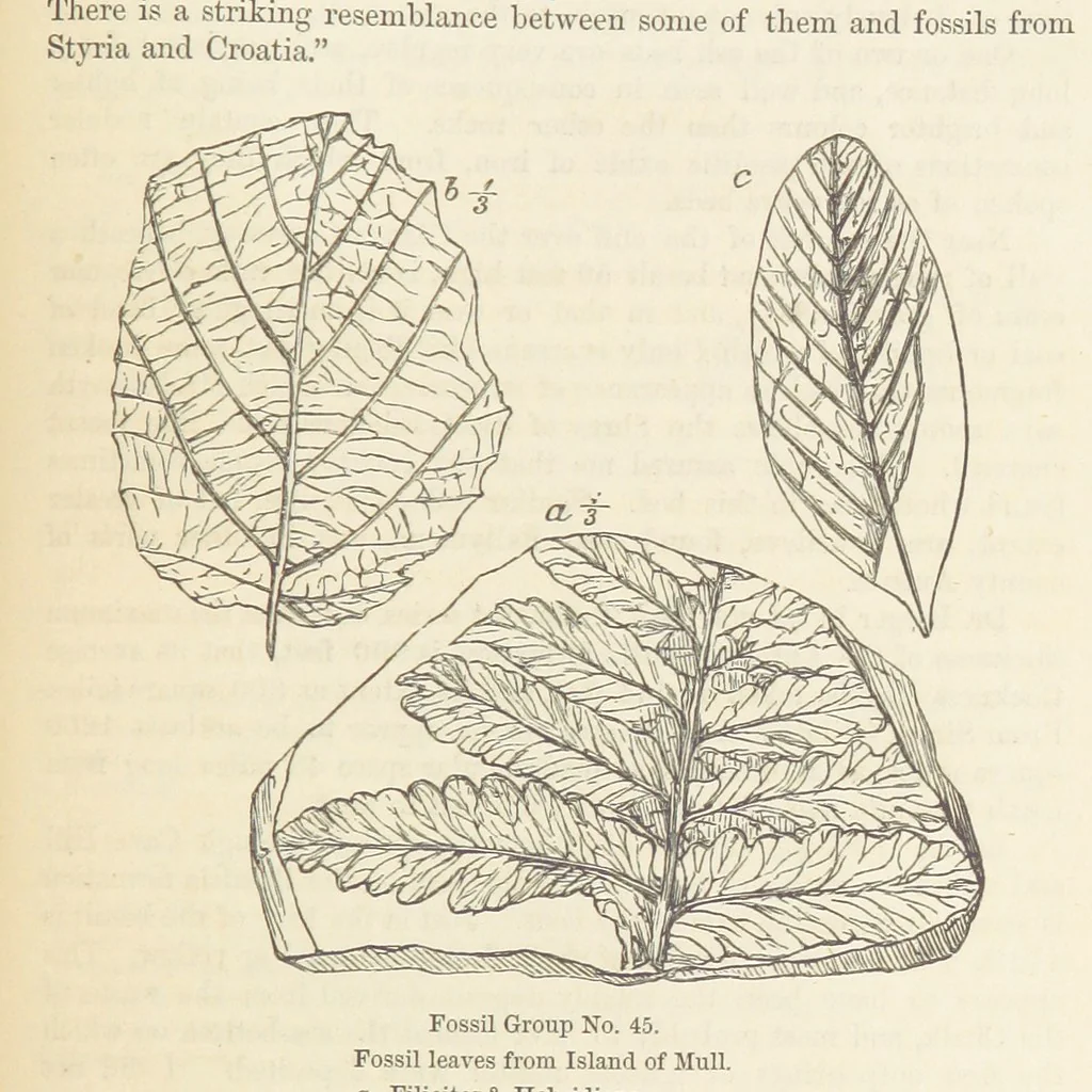 An illustration from The Student's Manual of Geology, 1862, leaf 687