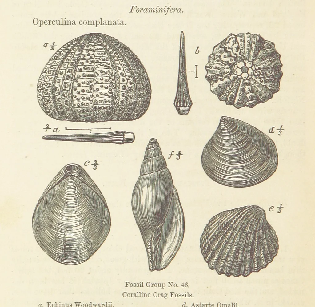 An illustration from The Student's Manual of Geology, 1862, leaf 696