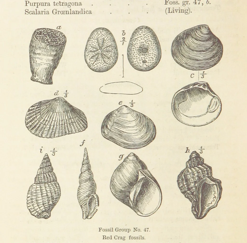 An illustration from The Student's Manual of Geology, 1862, leaf 698