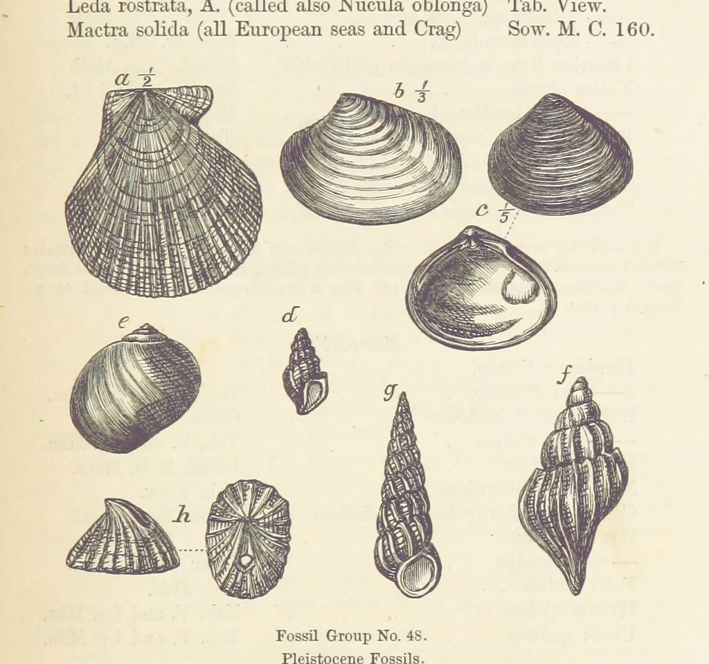 An illustration from The Student's Manual of Geology, 1862, leaf 715
