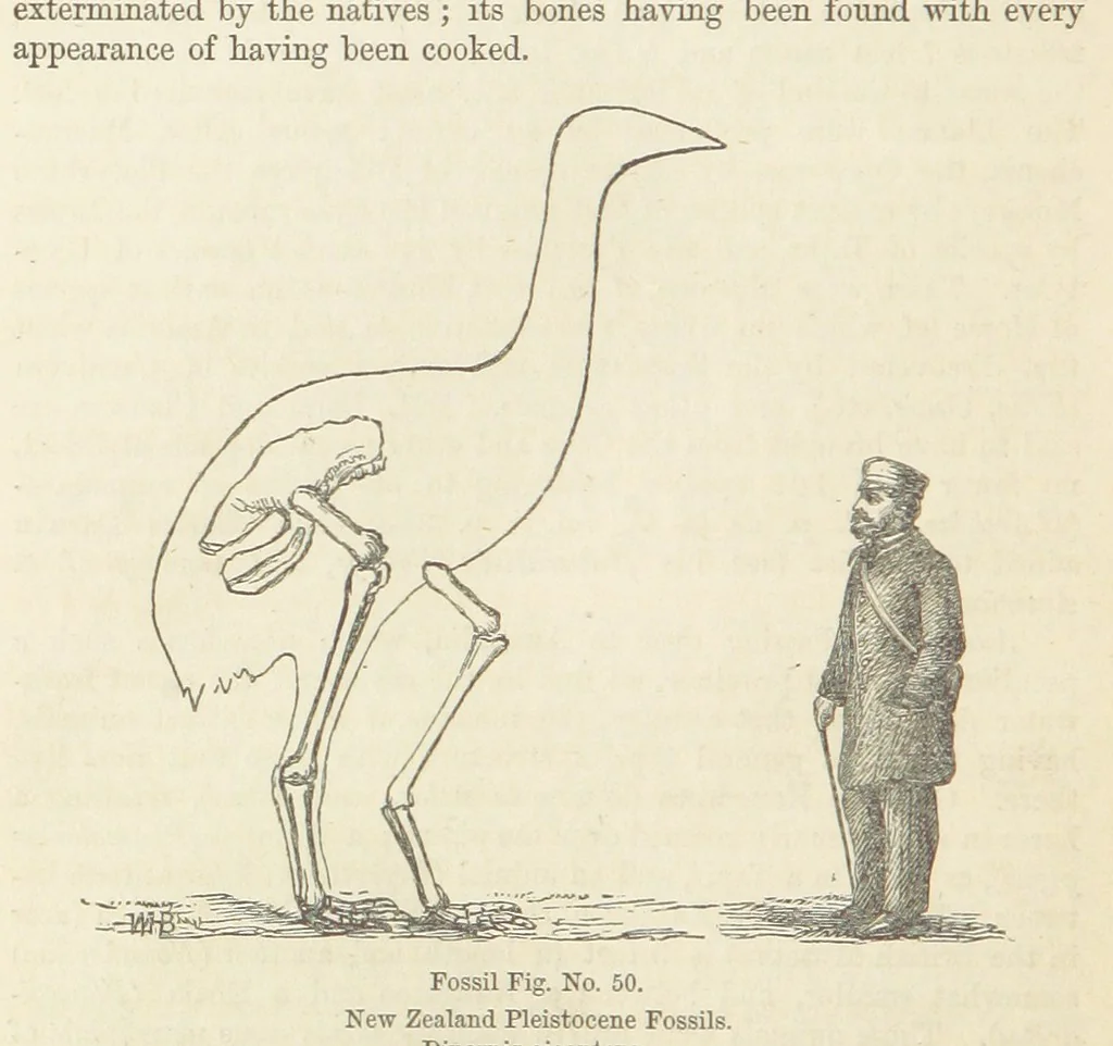 An illustration from The Student's Manual of Geology, 1862, leaf 726