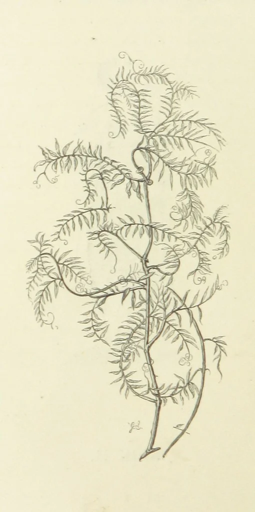 An illustration from The Poetical Works of John Keats. With a memoir by Richard Monckton Milnes. Illustrated by 120 designs, original and from the antique, drawn on wood by George Scharf, Jun, 1854, leaf 104