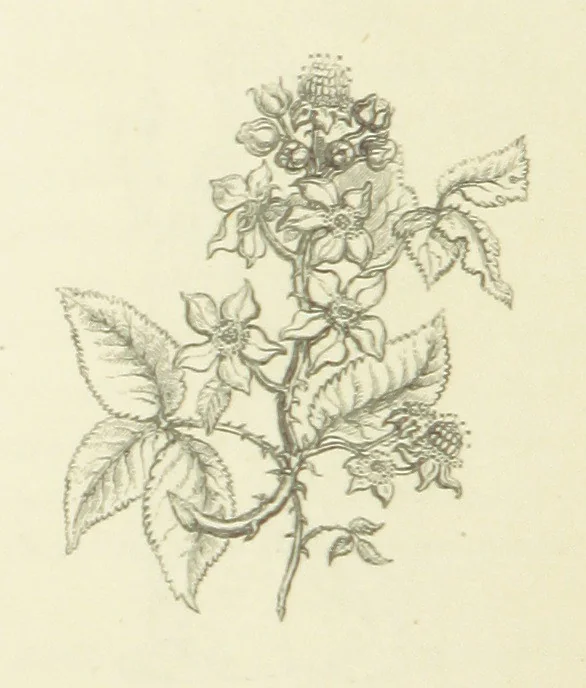 An illustration from The Poetical Works of John Keats. With a memoir by Richard Monckton Milnes. Illustrated by 120 designs, original and from the antique, drawn on wood by George Scharf, Jun, 1854, leaf 142
