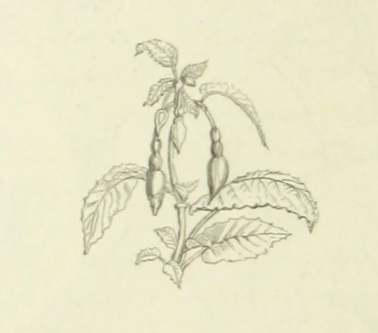 An illustration from The Poetical Works of John Keats. With a memoir by Richard Monckton Milnes. Illustrated by 120 designs, original and from the antique, drawn on wood by George Scharf, Jun, 1854, leaf 180