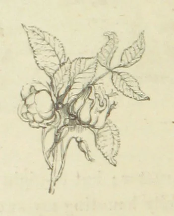 An illustration from The Poetical Works of John Keats. With a memoir by Richard Monckton Milnes. Illustrated by 120 designs, original and from the antique, drawn on wood by George Scharf, Jun, 1854, leaf 232