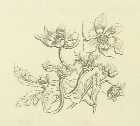 An illustration from The Poetical Works of John Keats. With a memoir by Richard Monckton Milnes. Illustrated by 120 designs, original and from the antique, drawn on wood by George Scharf, Jun, 1854, leaf 292