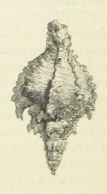 An illustration from The Poetical Works of John Keats. With a memoir by Richard Monckton Milnes. Illustrated by 120 designs, original and from the antique, drawn on wood by George Scharf, Jun, 1854, leaf 354