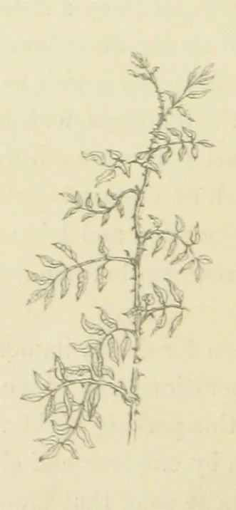An illustration from The Poetical Works of John Keats. With a memoir by Richard Monckton Milnes. Illustrated by 120 designs, original and from the antique, drawn on wood by George Scharf, Jun, 1854, leaf 370