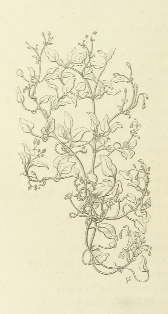 An illustration from The Poetical Works of John Keats. With a memoir by Richard Monckton Milnes. Illustrated by 120 designs, original and from the antique, drawn on wood by George Scharf, Jun, 1854, leaf 380