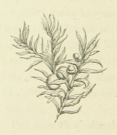 An illustration from The Poetical Works of John Keats. With a memoir by Richard Monckton Milnes. Illustrated by 120 designs, original and from the antique, drawn on wood by George Scharf, Jun, 1854, leaf 386