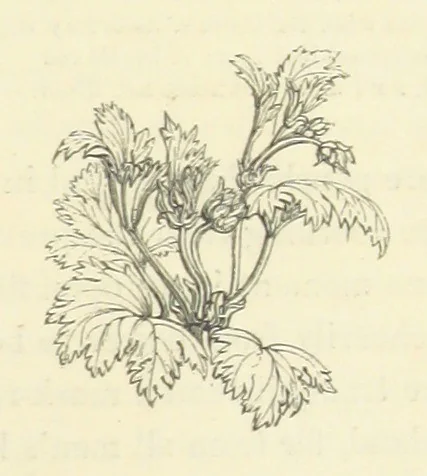 An illustration from The Poetical Works of John Keats. With a memoir by Richard Monckton Milnes. Illustrated by 120 designs, original and from the antique, drawn on wood by George Scharf, Jun, 1854, leaf 391