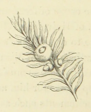 An illustration from The Poetical Works of John Keats. With a memoir by Richard Monckton Milnes. Illustrated by 120 designs, original and from the antique, drawn on wood by George Scharf, Jun, 1854, leaf 412