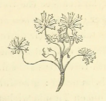 An illustration from The Poetical Works of John Keats. With a memoir by Richard Monckton Milnes. Illustrated by 120 designs, original and from the antique, drawn on wood by George Scharf, Jun, 1854, leaf 423