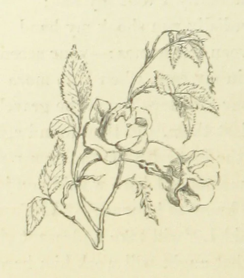 An illustration from The Poetical Works of John Keats. With a memoir by Richard Monckton Milnes. Illustrated by 120 designs, original and from the antique, drawn on wood by George Scharf, Jun, 1854, leaf 424