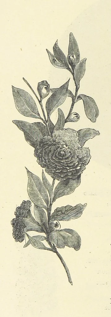 An illustration from The Christian Year, etc. [With a portrait, 1874, leaf 126