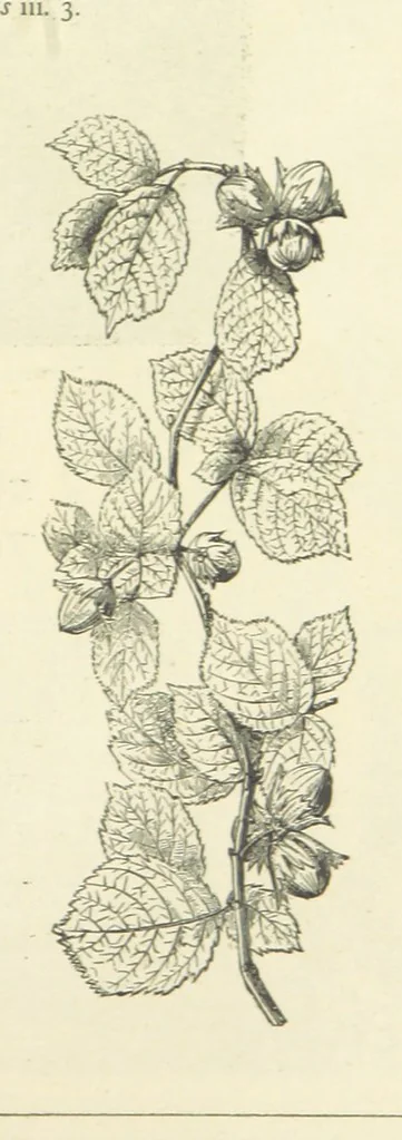 An illustration from The Christian Year, etc. [With a portrait, 1874, leaf 127