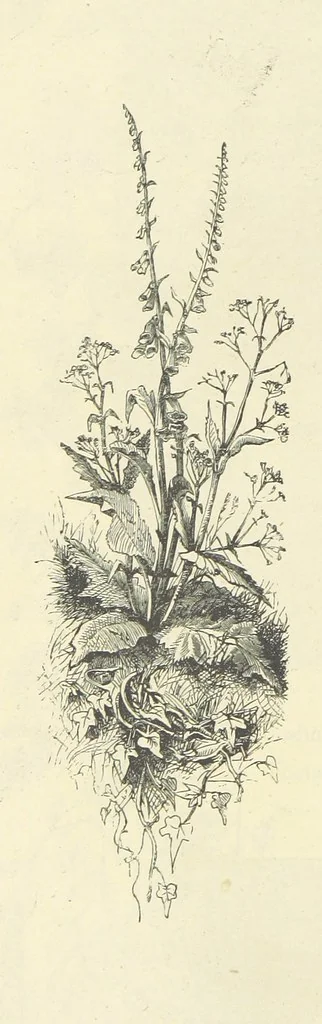 An illustration from The Christian Year, etc. [With a portrait, 1874, leaf 130