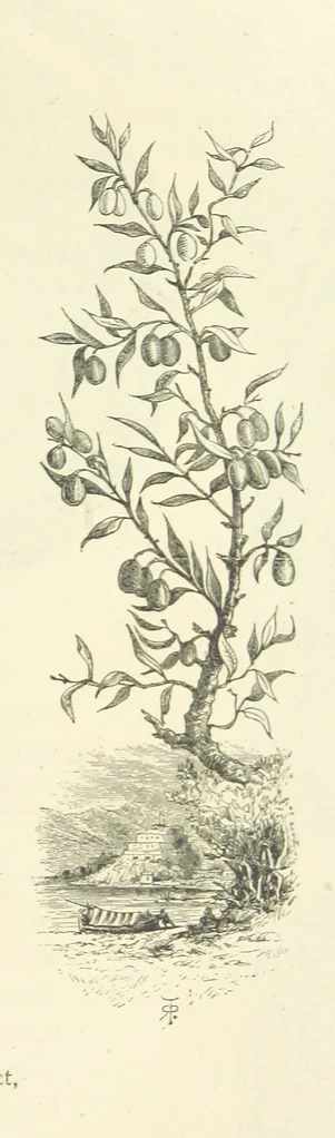 An illustration from The Christian Year, etc. [With a portrait, 1874, leaf 131